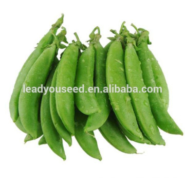 MPE03 Baoman большой зеленой семена сахарного гороха китайские семена овощей 